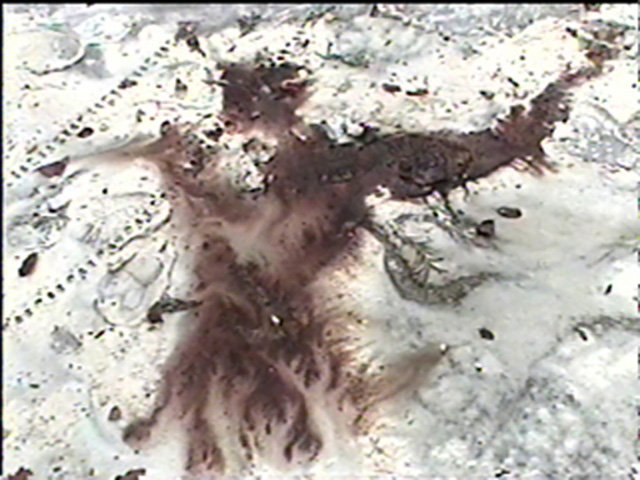 ephmeroptura-series